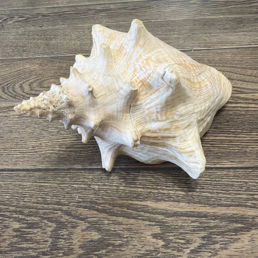 Large VINTAGE Weathered Conch Shell Pink Ocean Seashell 9"X 7" Nautical